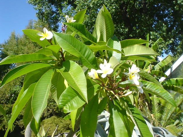 Frangipani
